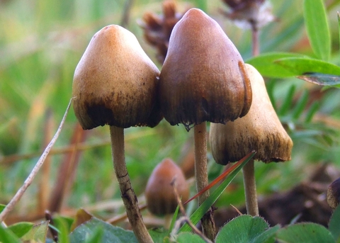 Psilocybe semilanceata, a type of magic mushroom magic mushroom