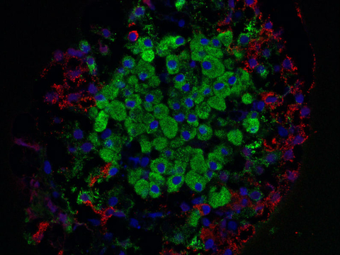 Pancreatic islets Pancreatic islets