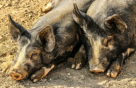 PIgs Pigs