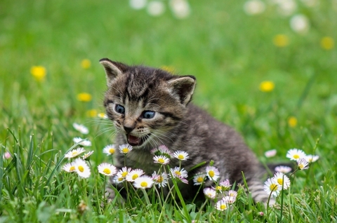 cat kitty cat