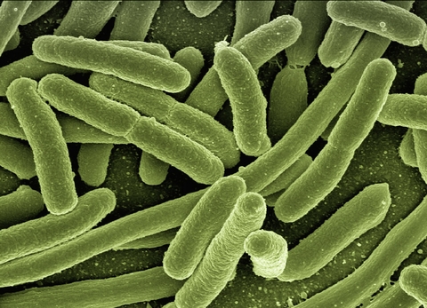 green bacteria green bacteria