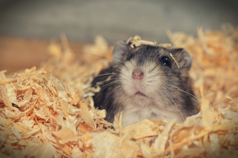 hamster hamster