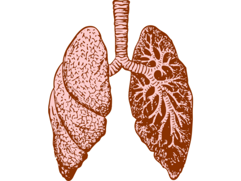 Lungs illustration (Image: Pixabay) Lungs illustration (Image: Pixabay)