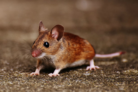 Mouse Mouse