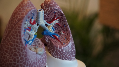 Lung model Lung model