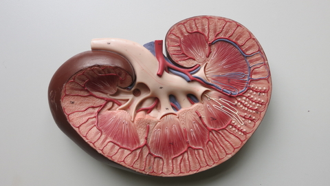 Kidney Kidney