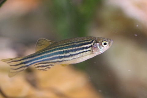 zebrafish-Bob Jenkins-CC BY 2.0 zebrafish