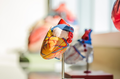 heart model heart model
