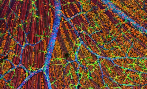 Cells Microscope Tissue Cells