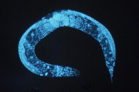 Caenorhabditis elegans Caenorhabditis elegans