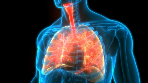 Lung Fibrosis Lung Fibrosis