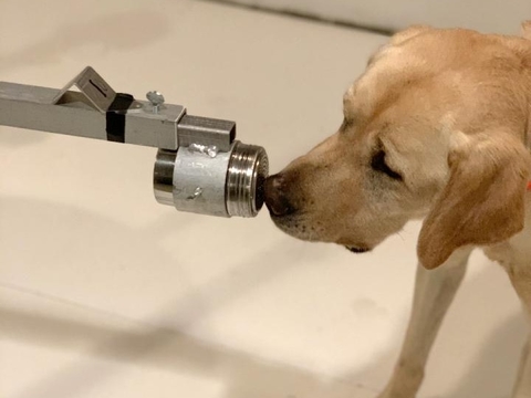 COVID dog COVID dog