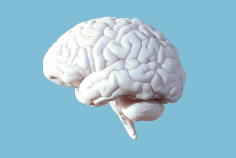 Brain Brain