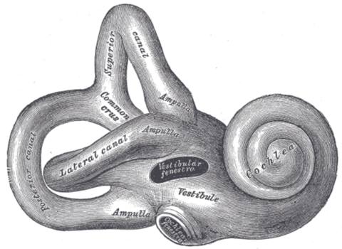 The inner ear Ear