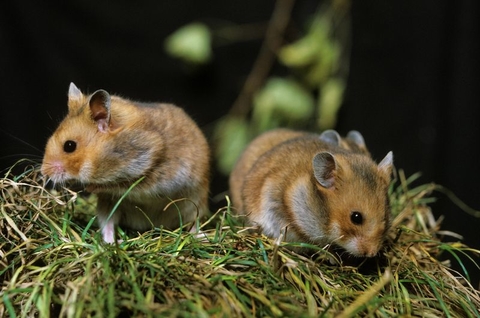 golden hamster golden hamster