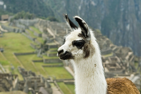 llama llama