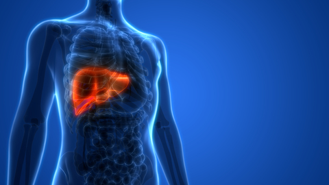 Liver Liver