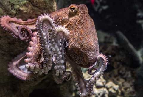 Octopus Octopus