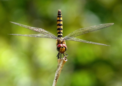 Dragonfly Dragonfly facing camera on a stalk against green background