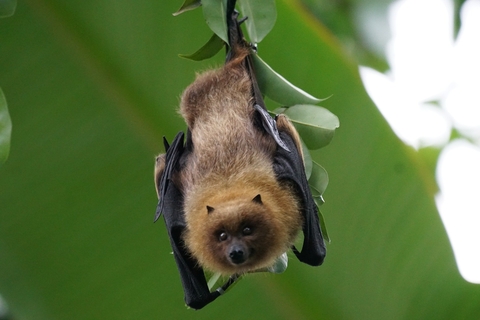 Bats Bats