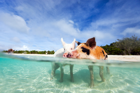 Swimming pigs Bahamas Swimming pigs Bahamas