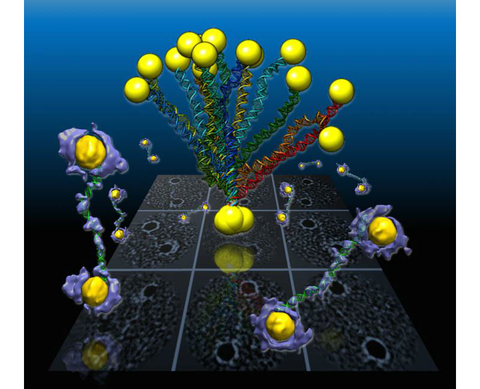 DNA and nanogold structured into flexible strands DNA and nanogold structured into flexible strands