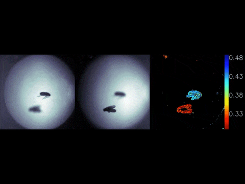 Metalens fruit flies In this video capture, the metalens depth sensor works in real time to capture the depth of fruit files.