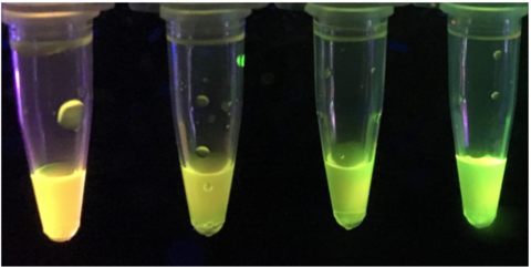 Paper-based sensor detects potent nerve toxins Paper-based sensor detects potent nerve toxins