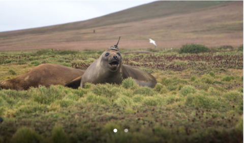 Tagged seals help scientists understand Antarctic currents Tagged seals help scientists understand Antarctic currents