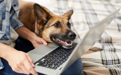 laptop and dog laptop and dog