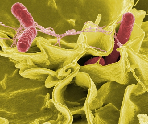 Bacteria Bacteria
