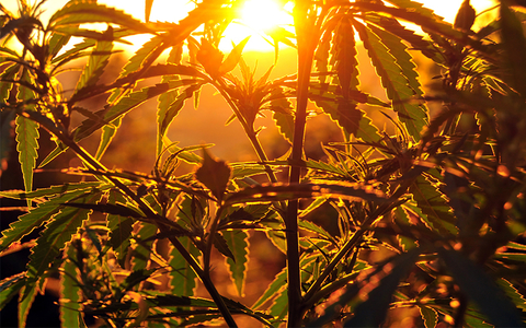 Cannabis UrosPoteko/iStock / Getty Images Plus Cannabis UrosPoteko/iStock / Getty Images Plus