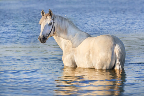horse swimming in water // Photo by Callipso/iStock/Getty Images Plus/Getty Images horse swimming in water