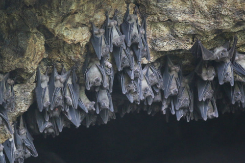 Egyptian fruit bats Bats