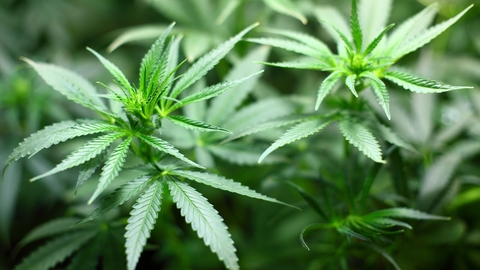 Cannabis Cannabis