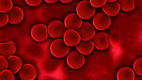 Blood plasma red cells red blood cells