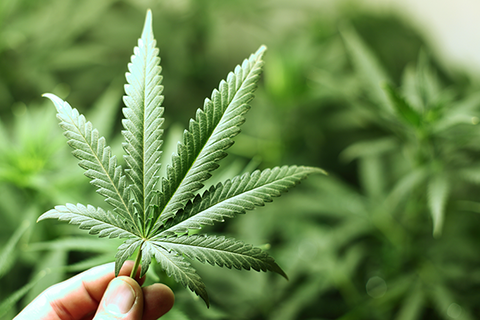Marijuana marijuana leaf
