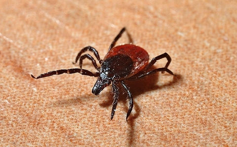 TickLyme Tick Lyme