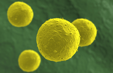 Stem cells Stem cells