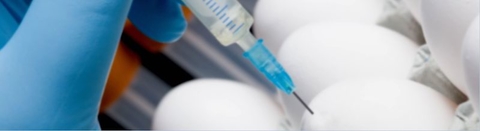 Vibalogics 2019 eggs being use to develop virus