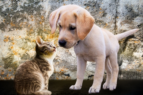 Dog and cat Dog and cat