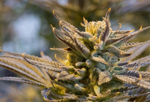 Cannabis plant marijuana 2019 Cannabis plant