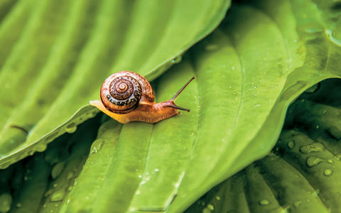 Snail Snail