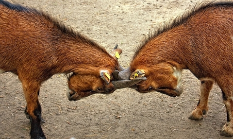 goatfight goatfight