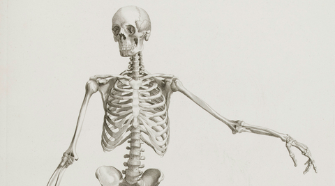 skeleton illustration of a human skeleton