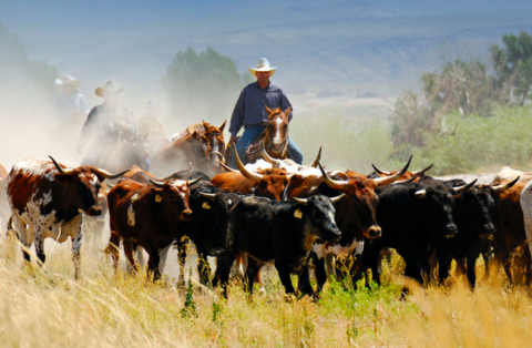herd cattle herd cattle
