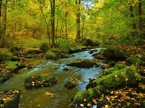 Forest Creek SDSU environmental engineers have found a way to rapidly detect bacterial contamination in water.
