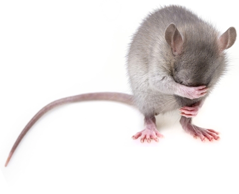 Rat Rat