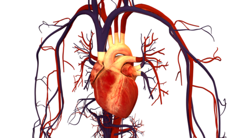 Human heart illustration heart