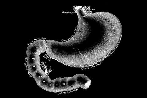 Stomach with view of the duodenum Duodenum stock image